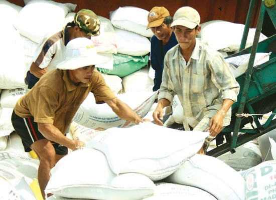 Rice export is the Mekong Delta’s strength (Photo: SGGP)